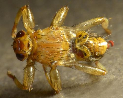 Lipoptena cervi
